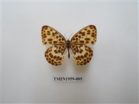 藏品(白裳貓蛺蝶)的圖片